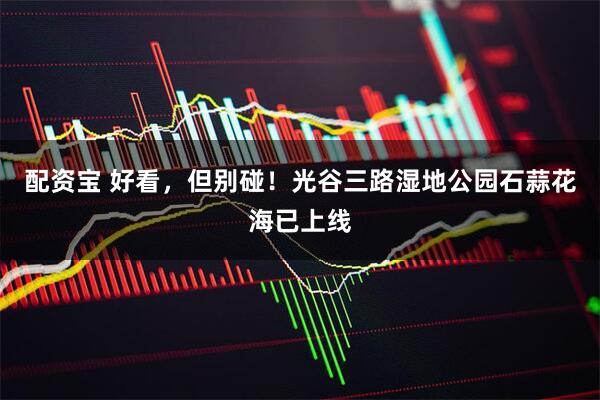 配资宝 好看，但别碰！光谷三路湿地公园石蒜花海已上线